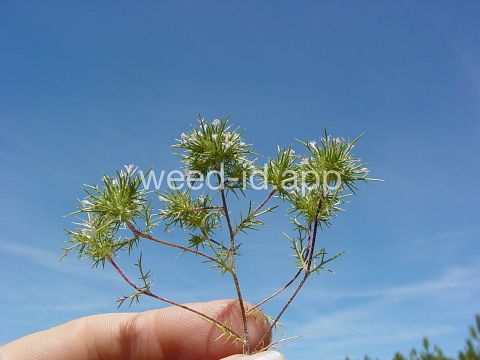 navarretia, needle-leaf